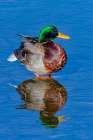 USA, Colorado, Fort Collins. Male mallard duck in water. Art Print